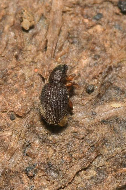 Brachysomus setiger - vastagcsápú gyepormányos Brachysomus setiger - vastagcsápú gyepormányos