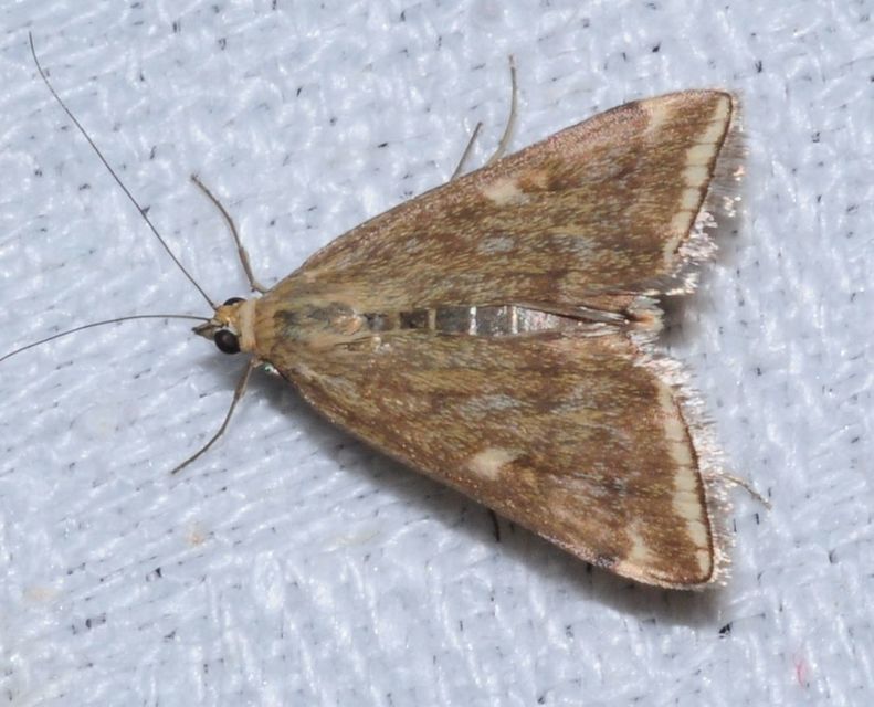 Loxostege sticticalis - muszkamoly