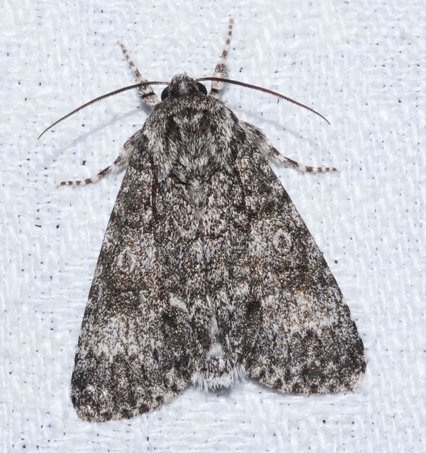 Acronicta megacephala - nagyfejű szigonyosbagoly