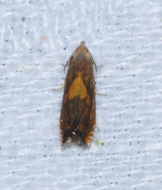 Dichrorampha