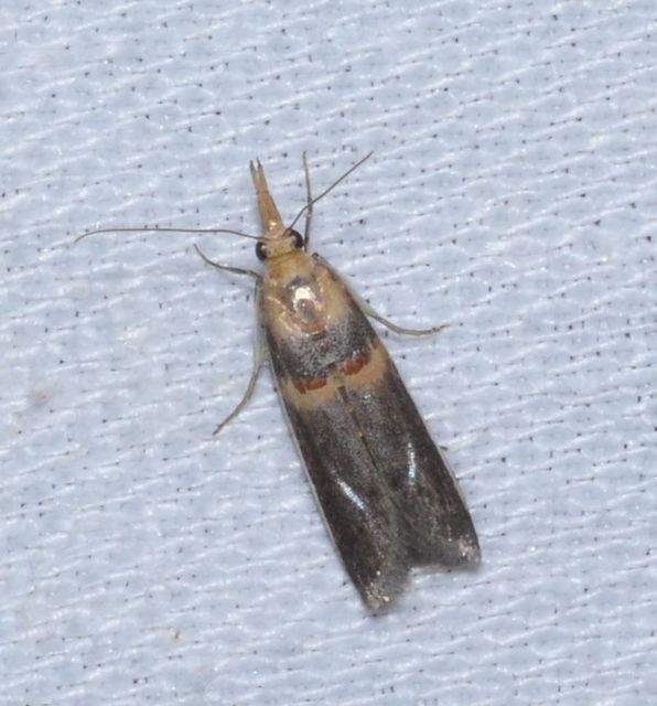 Etiella zinckenella - akácmoly