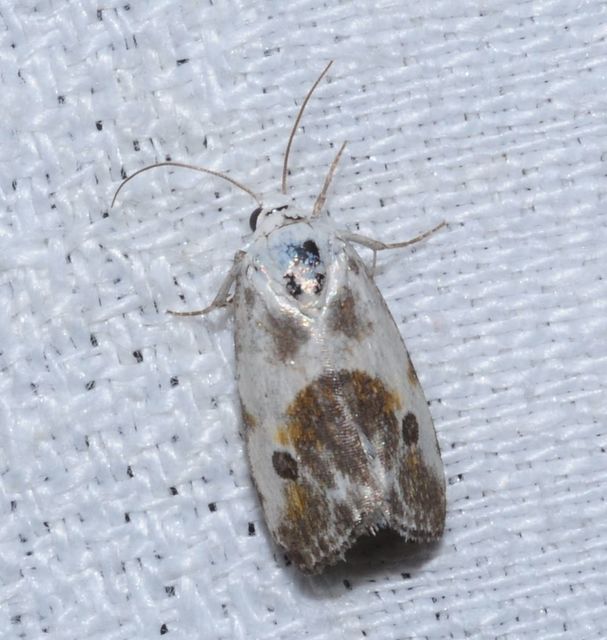 Ponometia candefacta - parlagfűbagoly