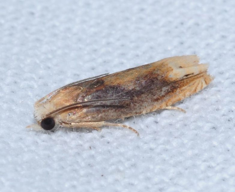 Eucosma flavispecula - imola-tükrösmoly