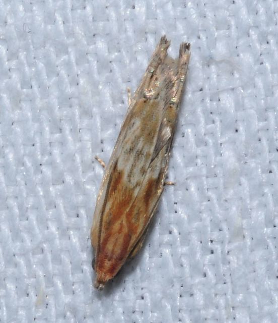 Eucosma