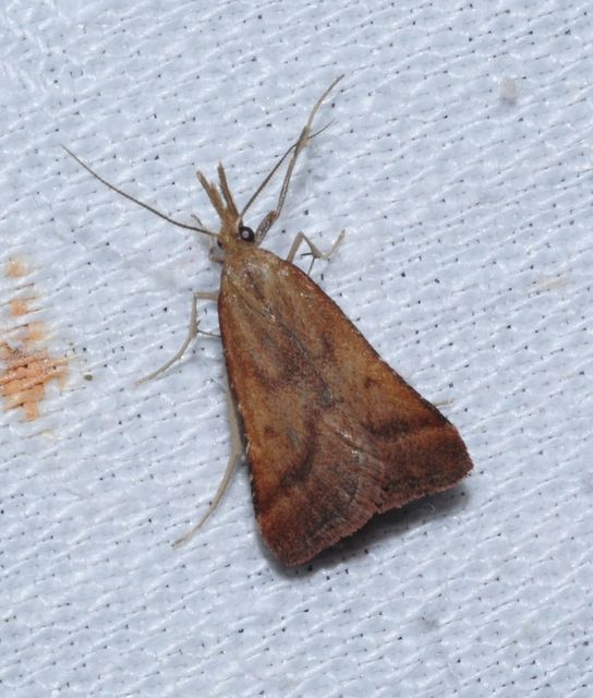 Synaphe punctalis - hosszúlábú fényilonca