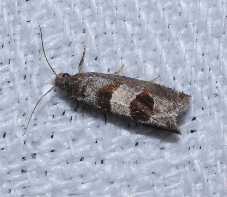 Epiblema junctana - turjáni tükrösmoly