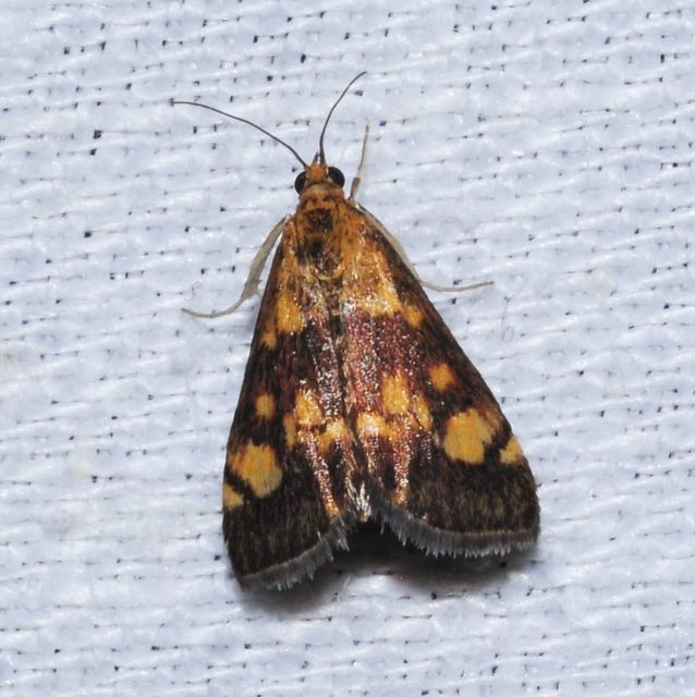 Pyrausta aurata - aranyló bíbormoly