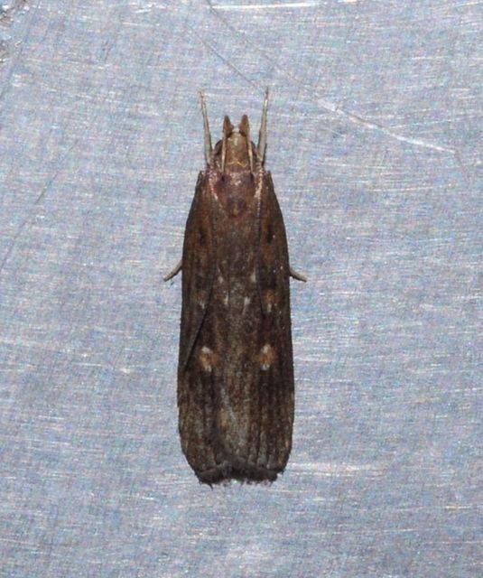 Helcystogramma triannulella - szuláksodró lápimoly