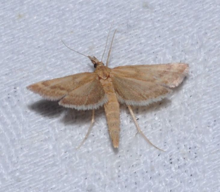 Synaphe punctalis - hosszúlábú fényilonca