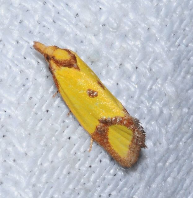 Agapeta zoegana - barnacsíkos sárgamoly