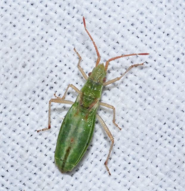 Myrmus miriformis - kurtaszárnyú karimáspoloska