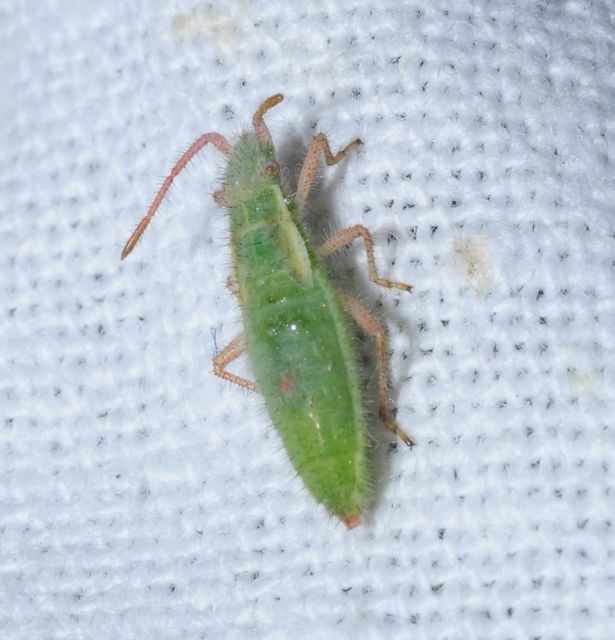 Myrmus miriformis - kurtaszárnyú karimáspoloska