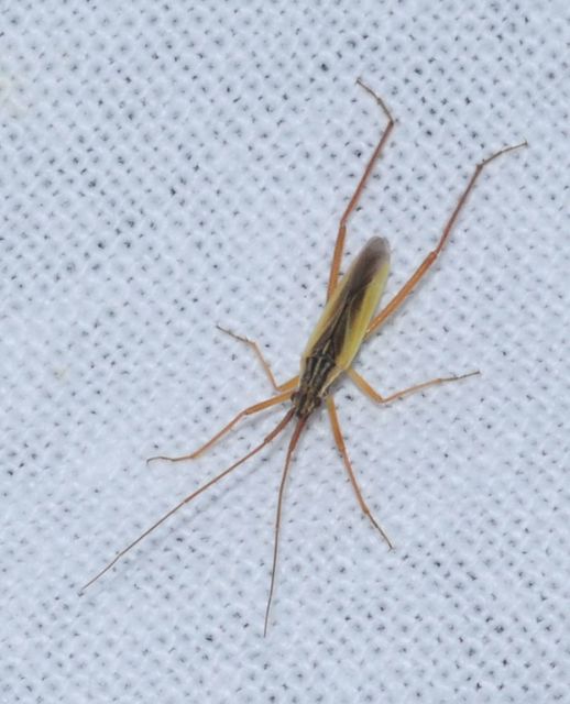Notostira