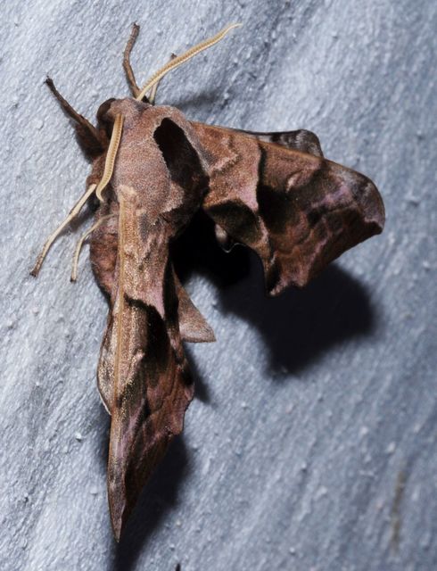 Smerinthus ocellatus - esti pávaszem