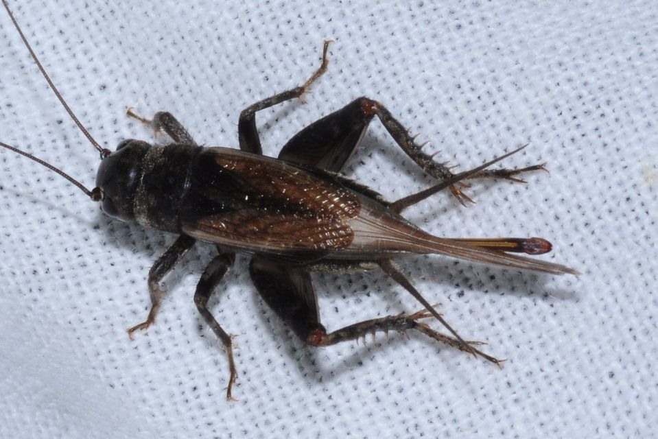 Eumodicogryllus bordigalensis - bordói tücsök