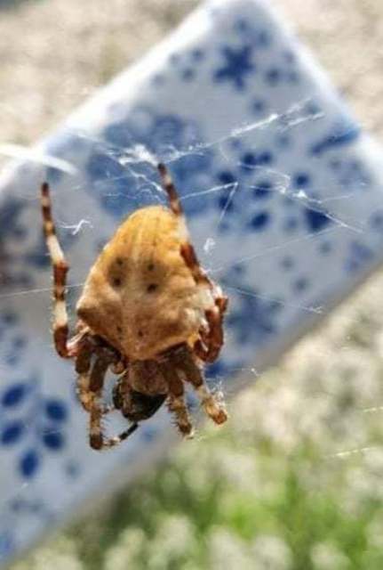 Araneus circe/angulatus