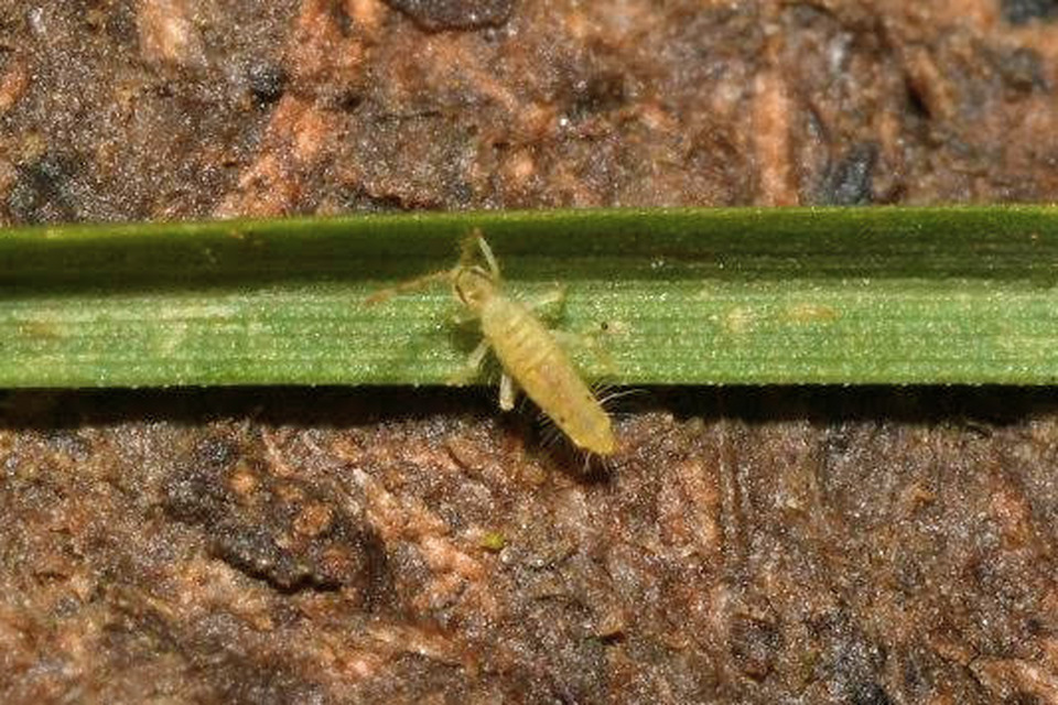 Entomobryidae
