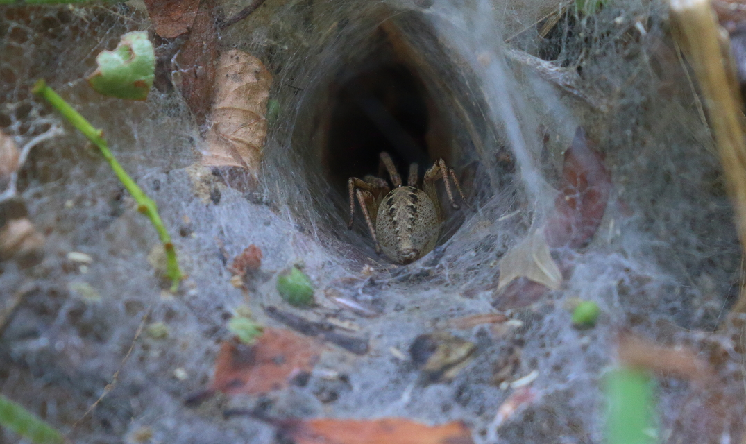 Agelena labyrinthica - illó tölcsérpók