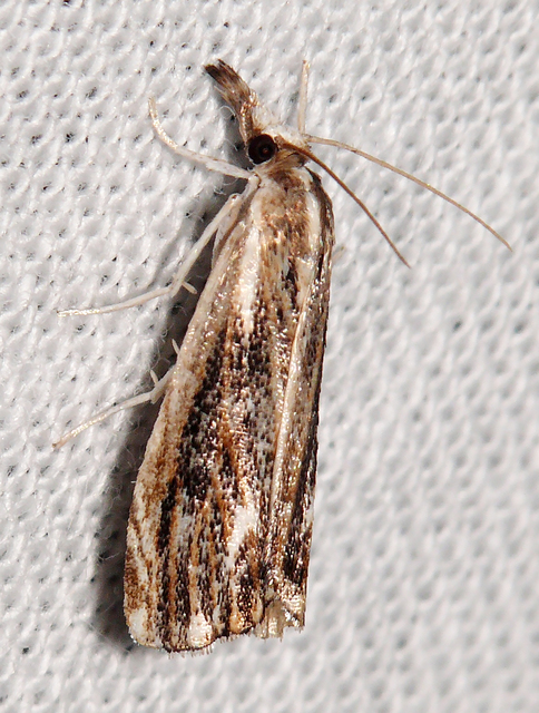 Catoptria verellus - kormos fűgyökérmoly