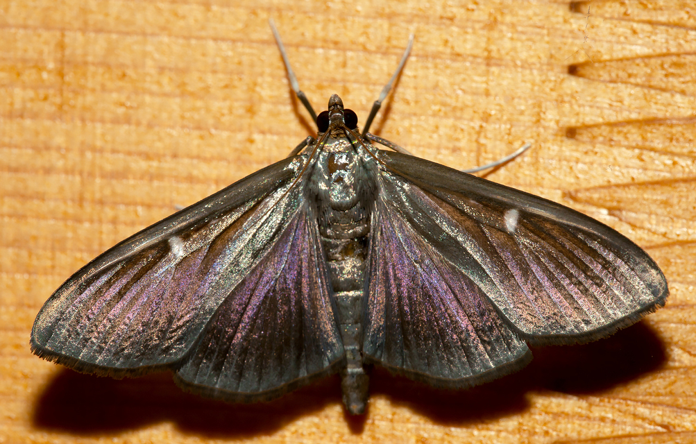 Cydalima perspectalis - puszpáng-tűzmoly