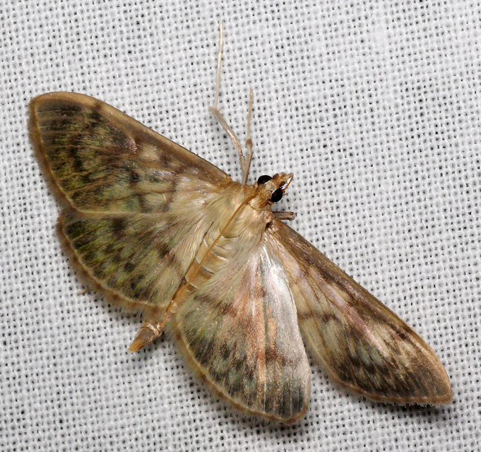 Patania ruralis - csalánevő tűzmoly