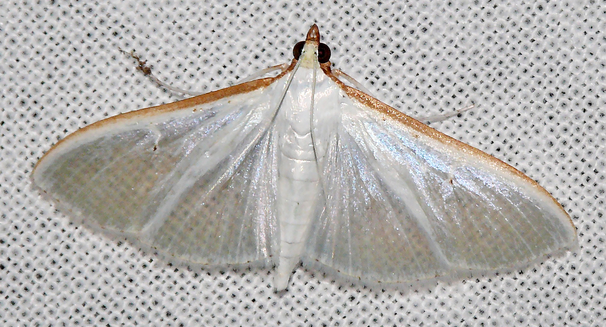 Palpita vitrealis - hófehér tűzmoly