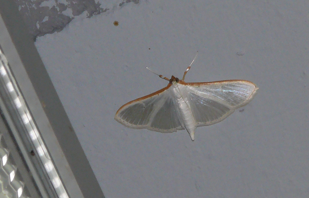 Palpita vitrealis - hófehér tűzmoly