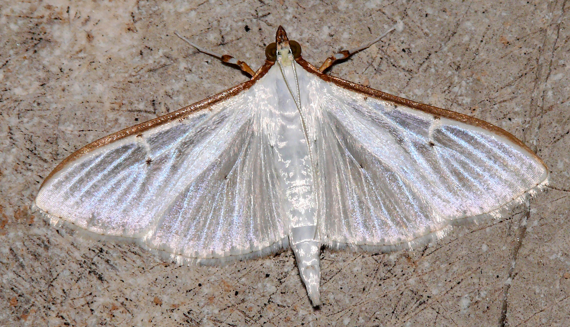 Palpita vitrealis - hófehér tűzmoly