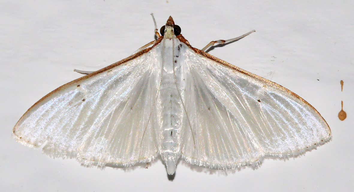 Palpita vitrealis - hófehér tűzmoly