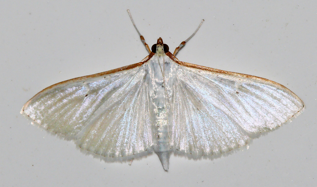 Palpita vitrealis - hófehér tűzmoly
