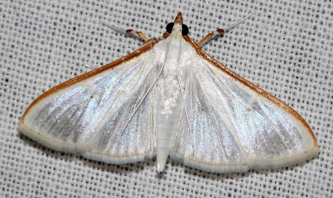 Palpita vitrealis - hófehér tűzmoly