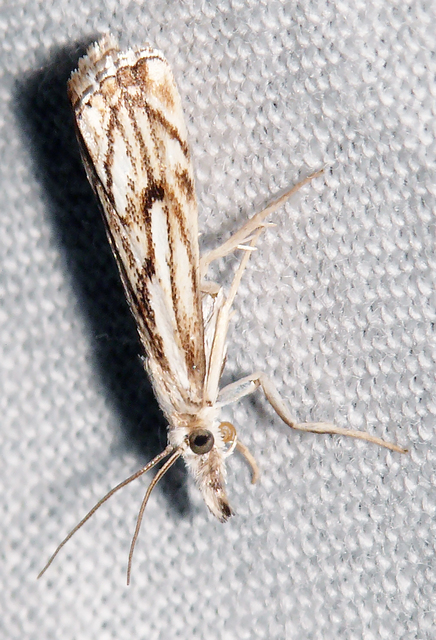 Catoptria falsella - hálós fűgyökérmoly