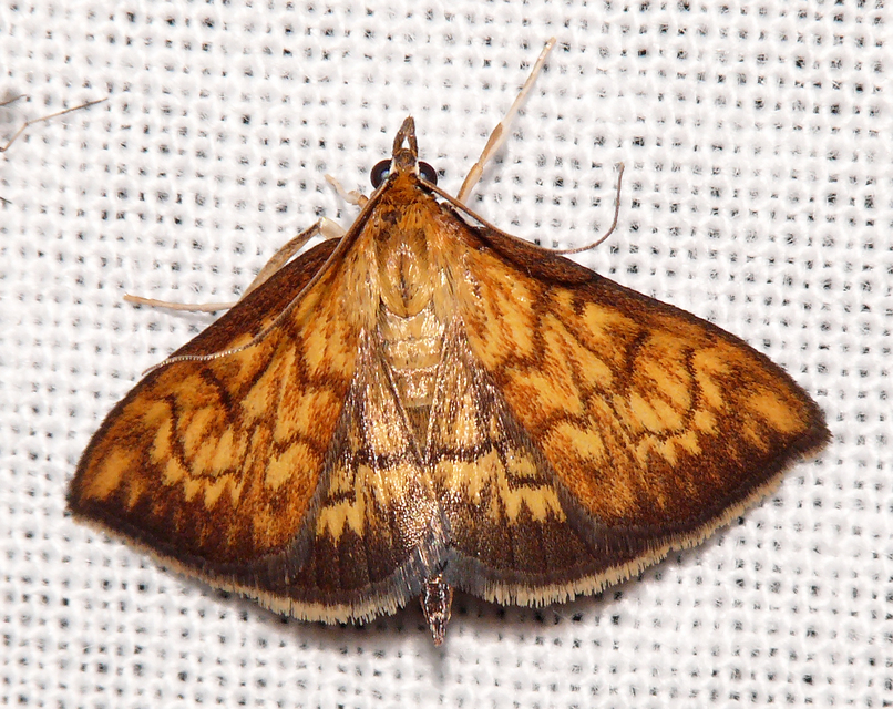 Ecpyrrhorrhoe rubiginalis - rozsdavörös tűzmoly