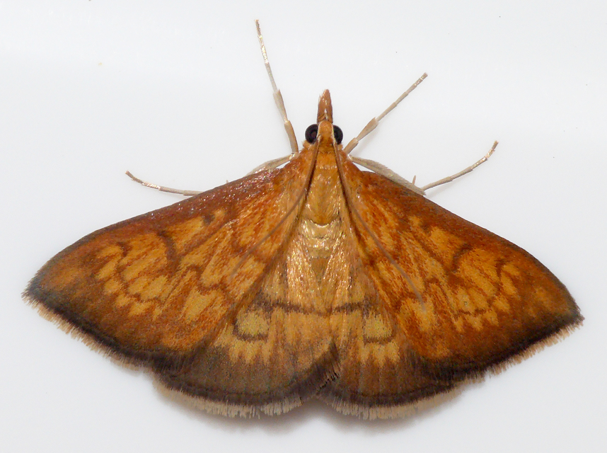 Ecpyrrhorrhoe rubiginalis - rozsdavörös tűzmoly