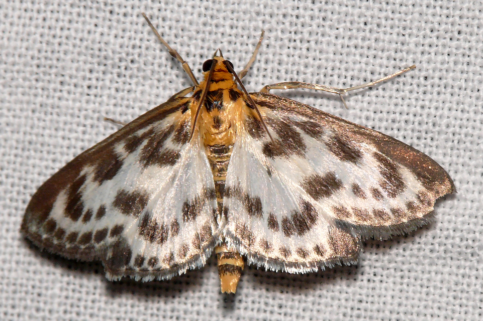 Anania hortulata - tarka csalánmoly