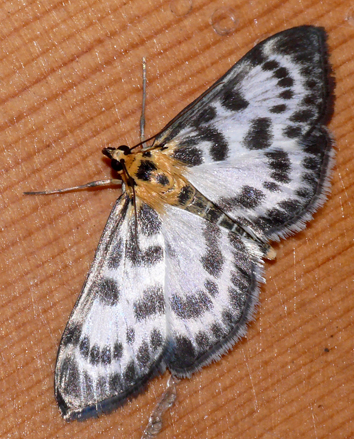 Anania hortulata - tarka csalánmoly