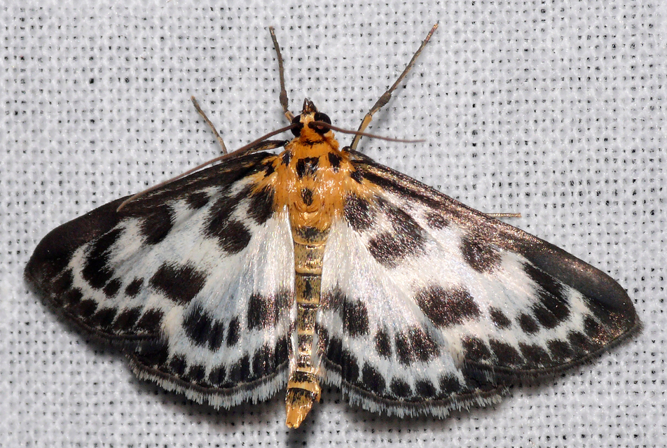 Anania hortulata - tarka csalánmoly