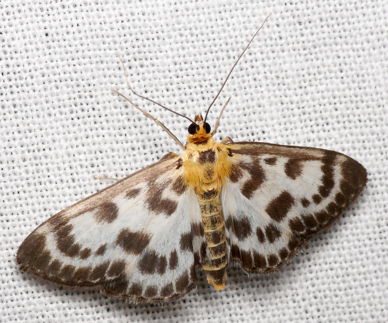 Anania hortulata - tarka csalánmoly