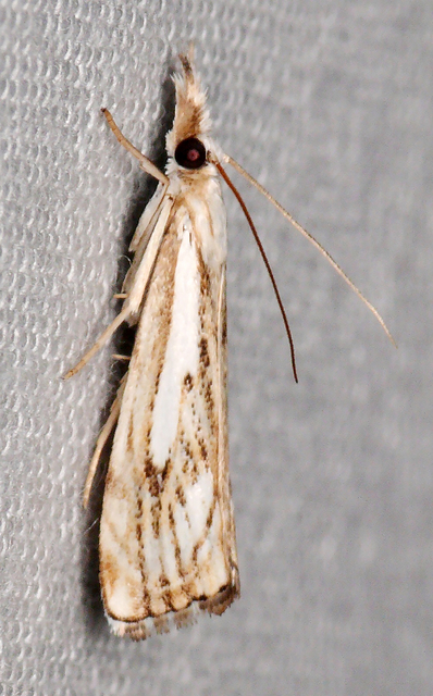 Catoptria falsella - hálós fűgyökérmoly