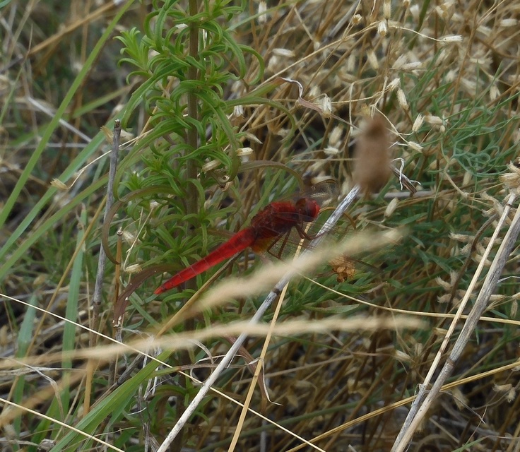 Crocothemis erythraea - skarlát szitakötő