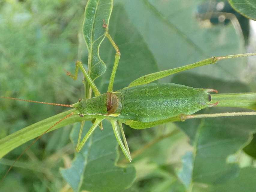 Isophya kraussii - erdei tarsza