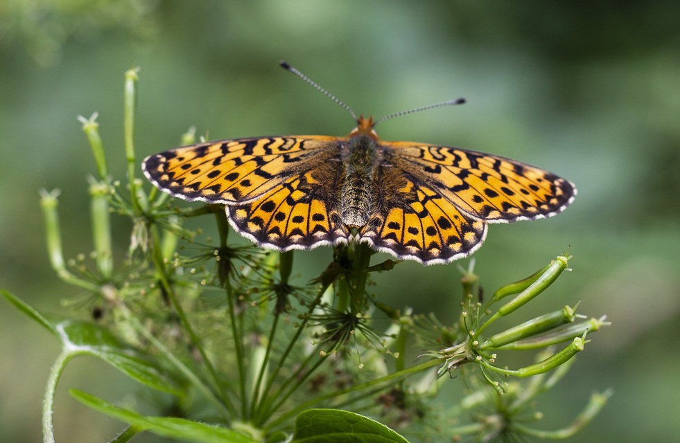 Boloria selene - fakó gyöngyházlepke