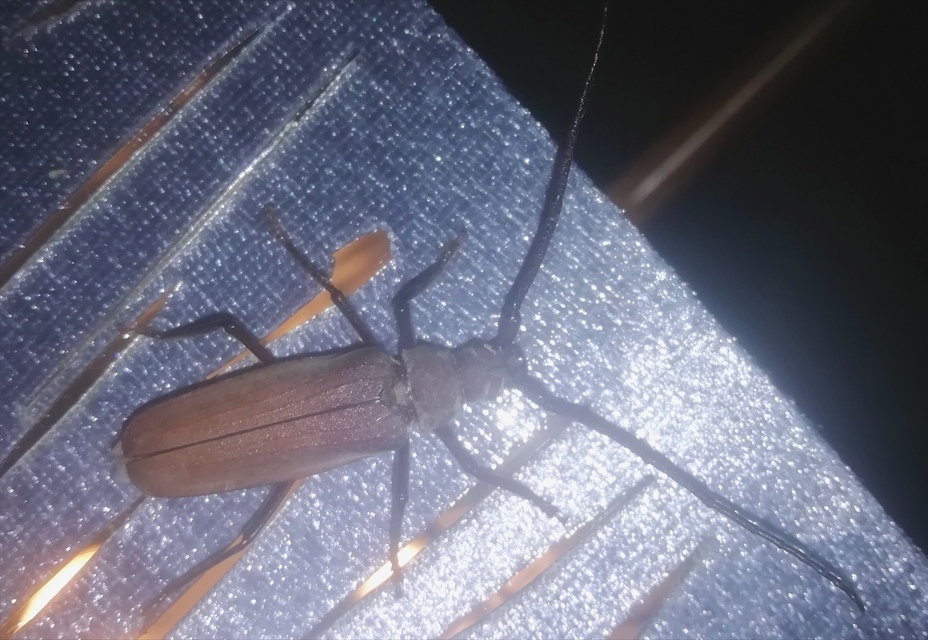 Aegosoma scabricorne - diófacincér