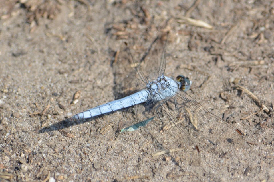 Orthetrum brunneum - pataki pásztorszitakötő
