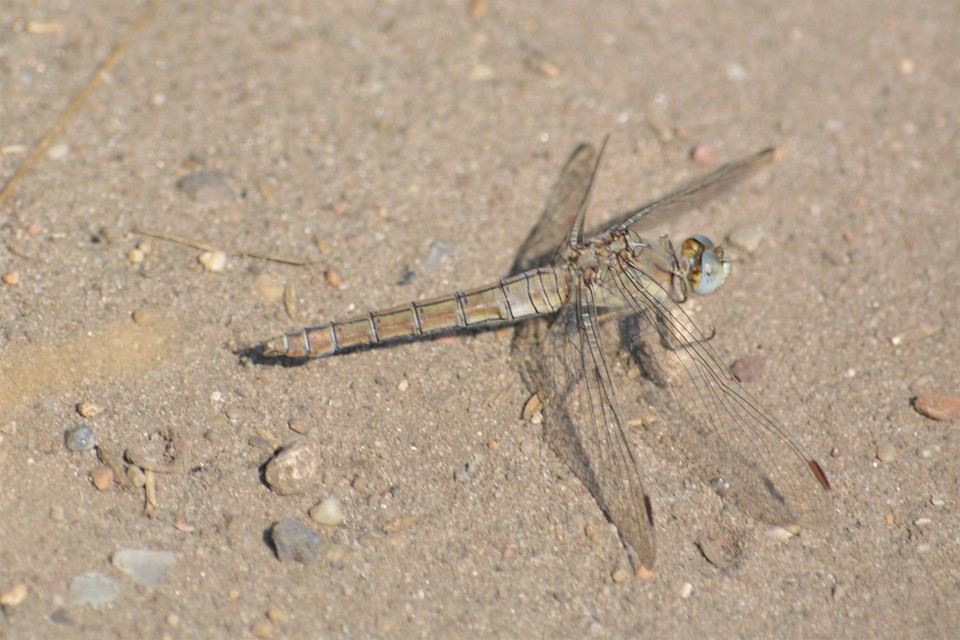 Orthetrum brunneum - pataki pásztorszitakötő