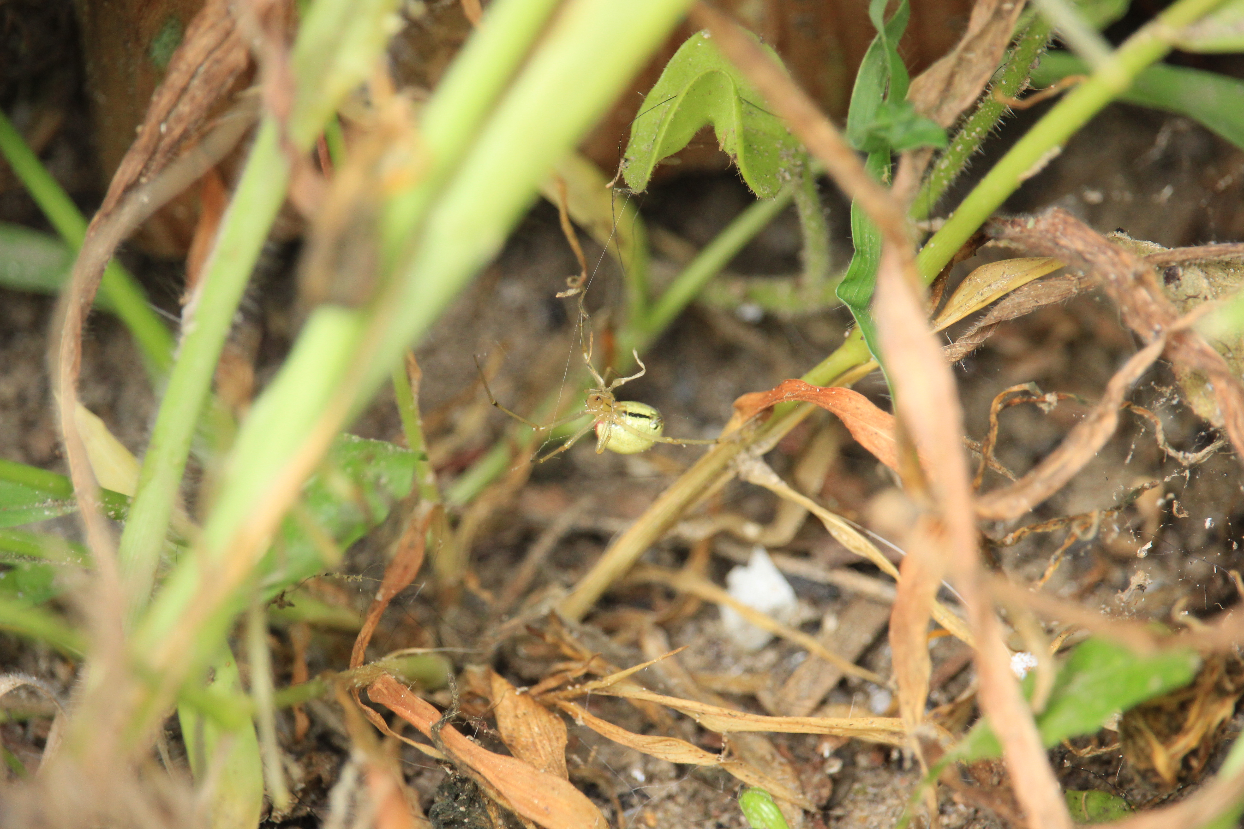 Enoplognatha ovata - vonalas törpepók