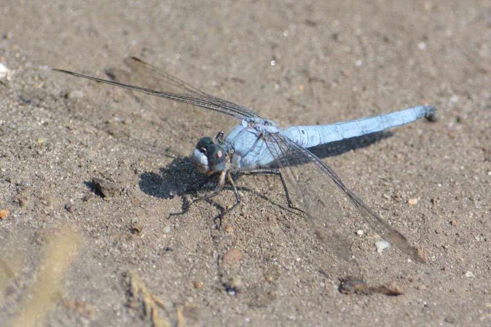 Orthetrum brunneum - pataki pásztorszitakötő