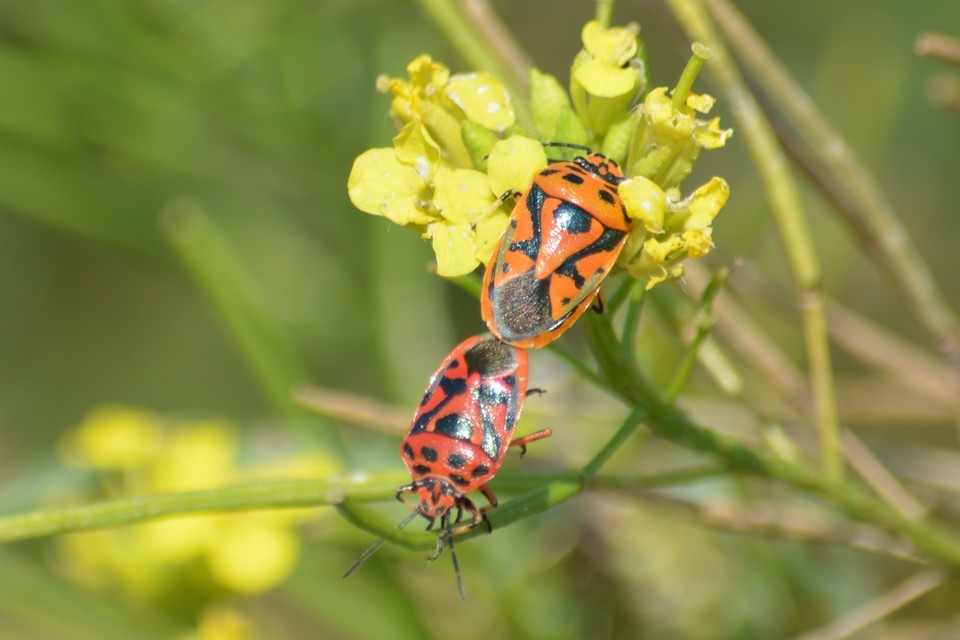 Eurydema ornata - díszespoloska