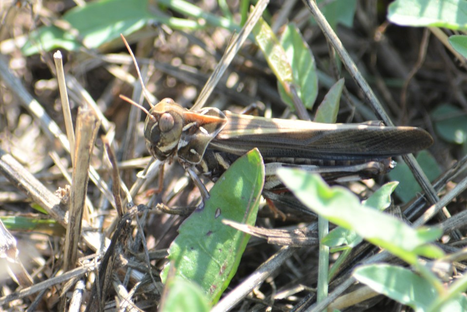 Oedaleus decorus - szalagos sáska