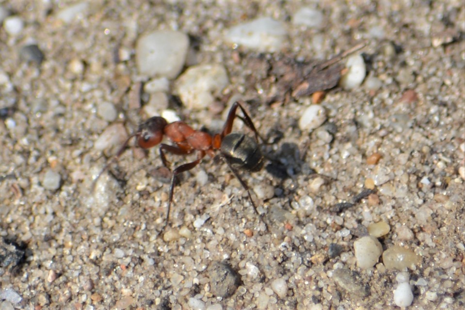 Formica sanguinea - vérvörös rablóhangya